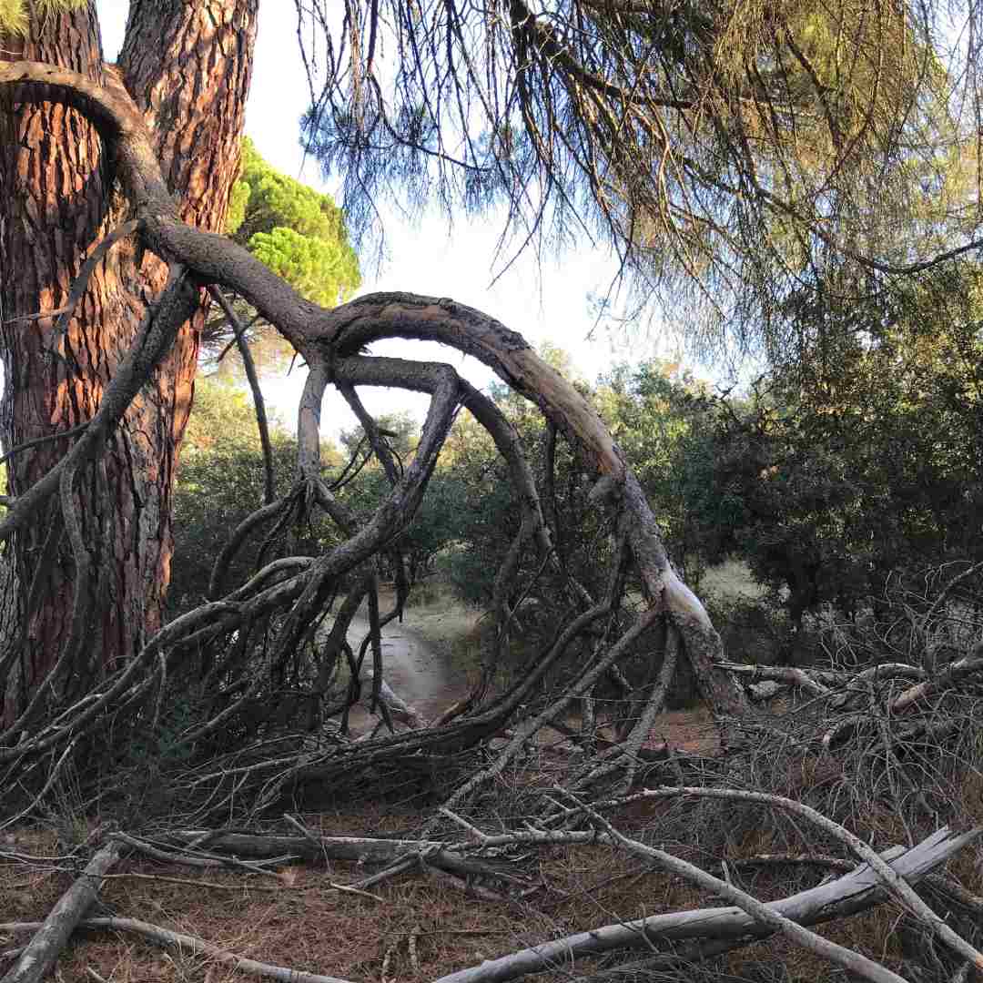 En el Bosque Encantado